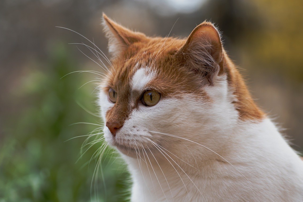 cat, pet, animal-7875654.jpg
